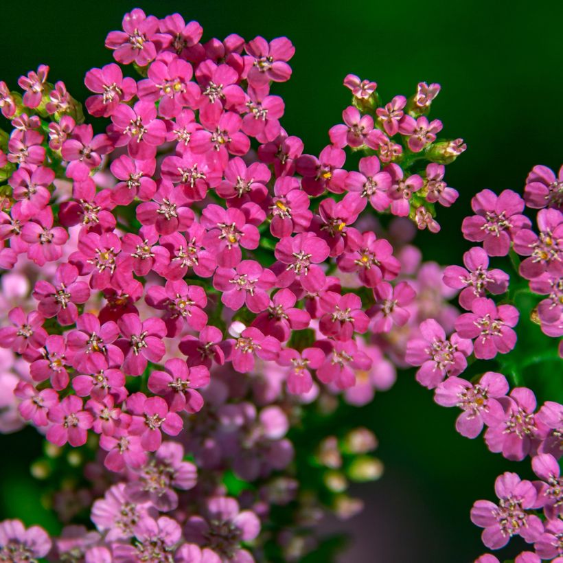 Achillea millefolium Lilac Beauty - Duizendblad (Bloei)