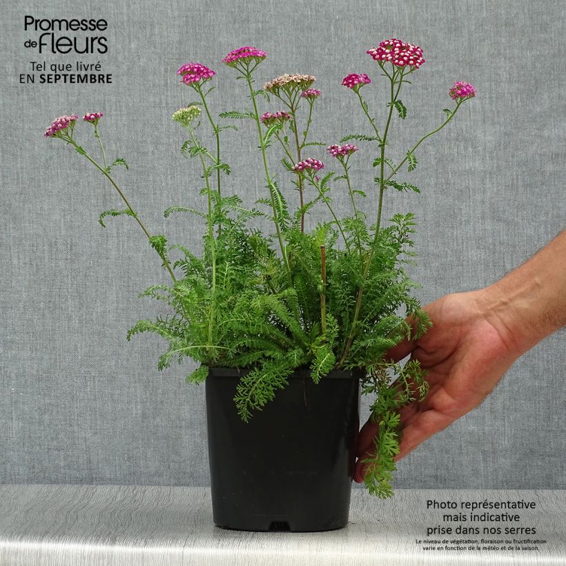 Exemplaar van Achillea millefolium New Vintage Violet - Duizendblad Pot van 2 l/3 l zoals geleverd in de herfst