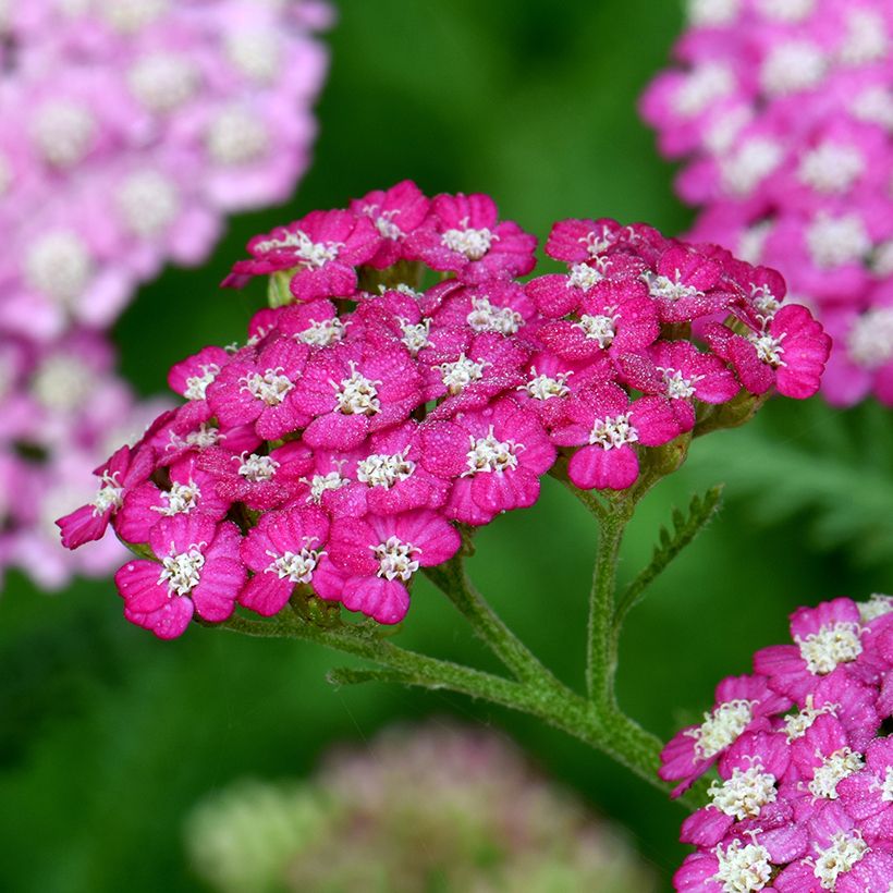 Achillea millefolium New Vintage Violet - Duizendblad (Bloei)