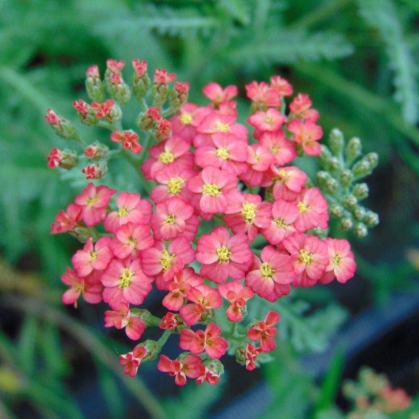 Achillea millefolium Paprika - Duizendblad (Bloei)