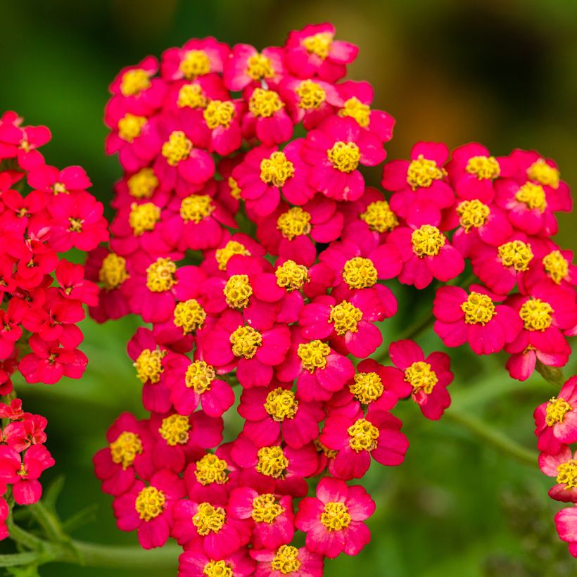 Achillea millefolium Paprika - Duizendblad (Bloei)
