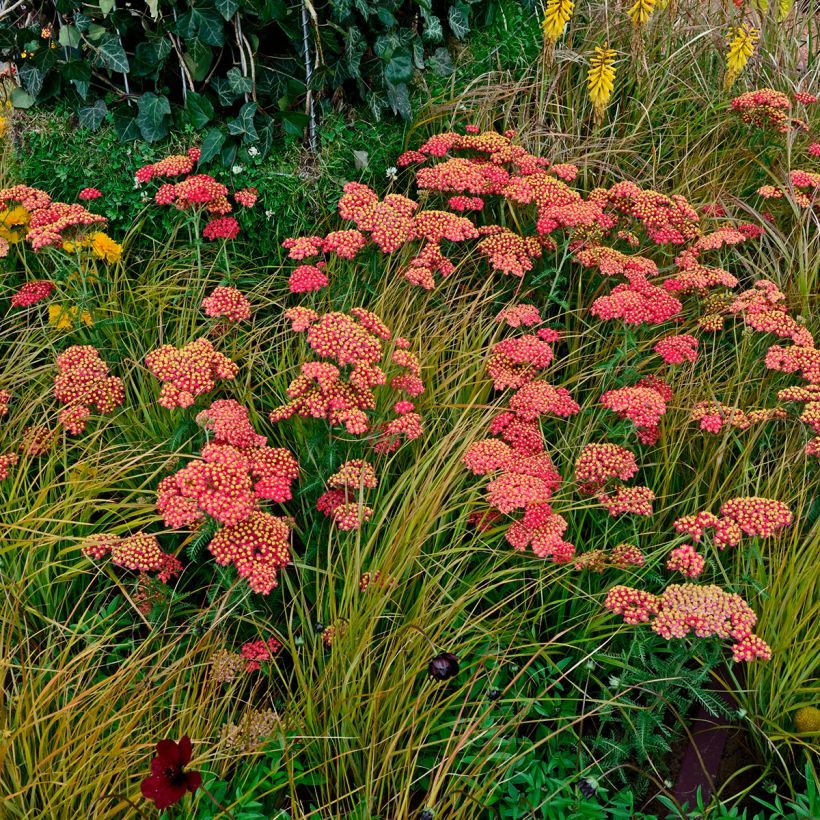 Achillea millefolium Paprika - Duizendblad (Groeiplaats)
