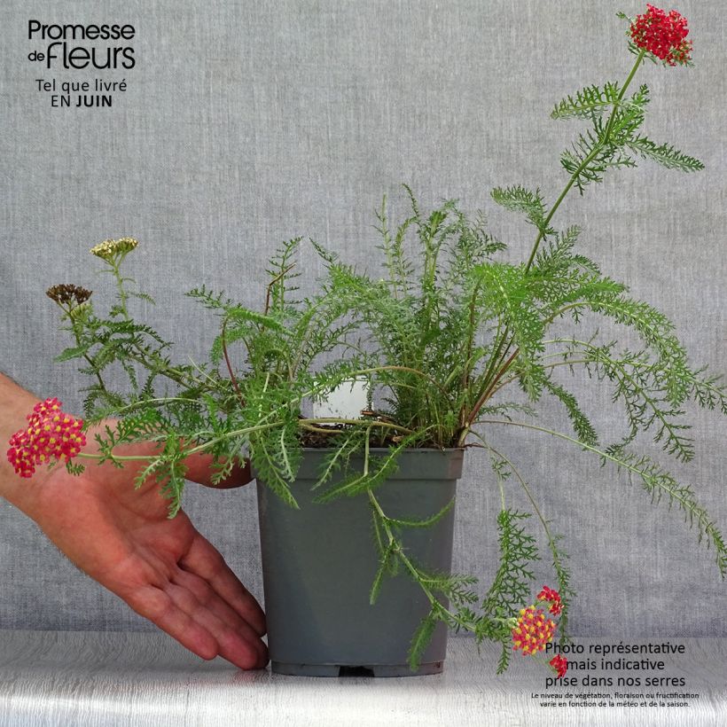 Exemplaar van Achillea millefolium Paprika - Duizendblad Pot van 2 l/3 l zoals geleverd in de zomer
