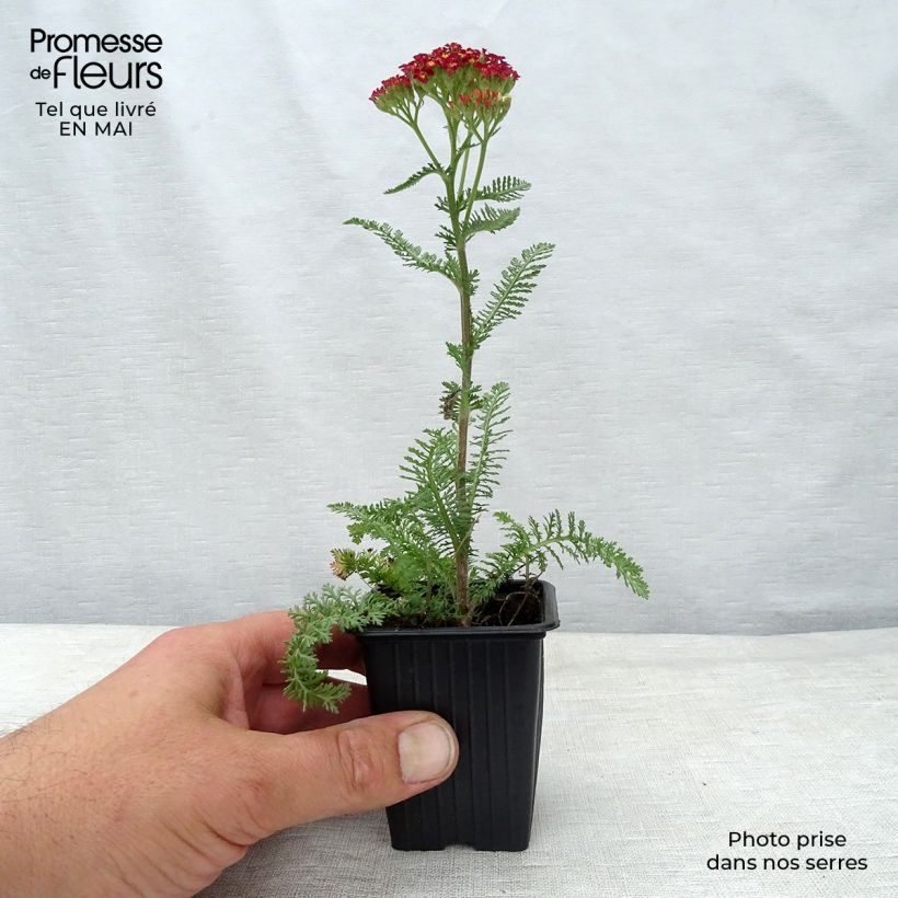 Exemplaar van Achillea millefolium Paprika - Duizendblad Kweekpotje van 7/8 cm zoals geleverd in de lente