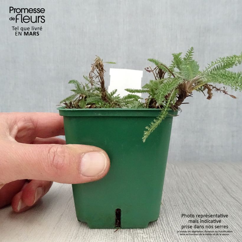 Exemplaar van Achillea millefolium Peachy Seduction - Duizendblad Kweekpotje van 8/9 cm zoals geleverd in de lente