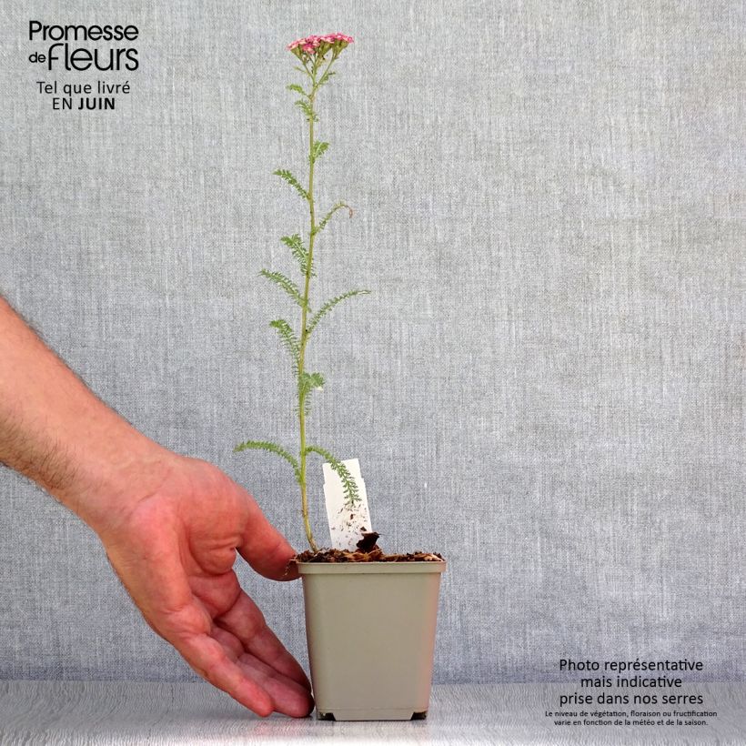 Exemplaar van Achillea millefolium Petra - Duizendblad Kweekpotje van 8/9 cm zoals geleverd in de zomer