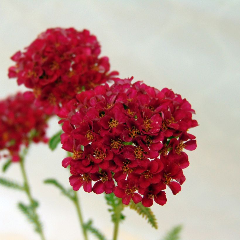 Achillea millefolium Pomegranate - Duizendblad (Bloei)