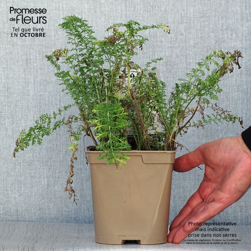 Exemplaar van Achillea millefolium Pomegranate - Duizendblad Pot van 2 l/3 l zoals geleverd in de herfst
