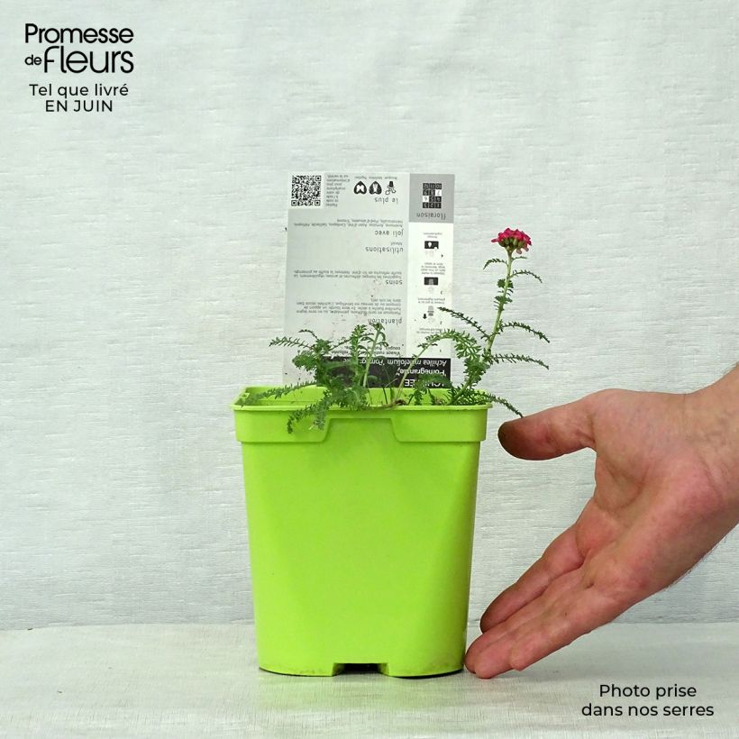 Exemplaar van Achillea millefolium Pomegranate - Duizendblad Pot van 2 l/3 l zoals geleverd in de zomer