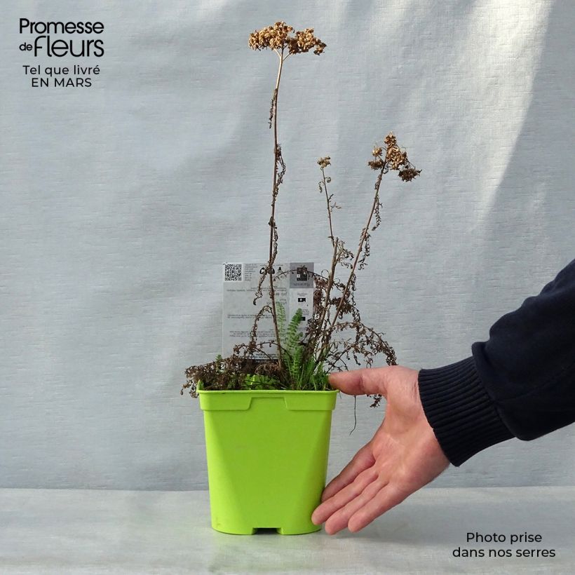 Exemplaar van Achillea millefolium Pomegranate - Duizendblad Pot van 2 l/3 l zoals geleverd in de lente