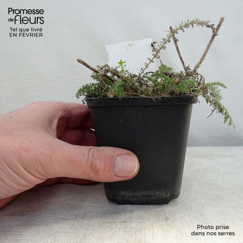 Exemplaar van Achillea millefolium Salmon Beauty - Duizendblad Kweekpotje van 8/9 cm zoals geleverd in de winter