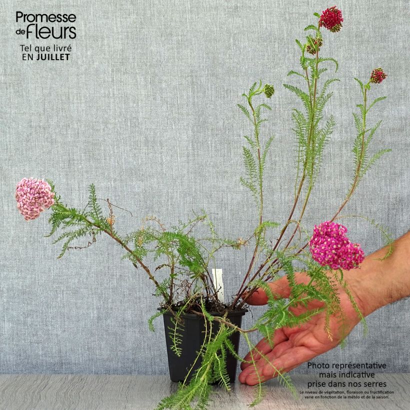 Exemplaar van Achillea millefolium Saucy Seduction - Duizendblad Kweekpotje van 8/9 cm zoals geleverd in de zomer
