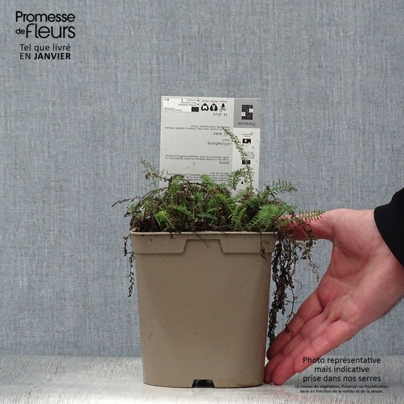 Exemplaar van Achillea millefolium Saucy Seduction - Duizendblad Pot van 2 l/3 l zoals geleverd in de winter