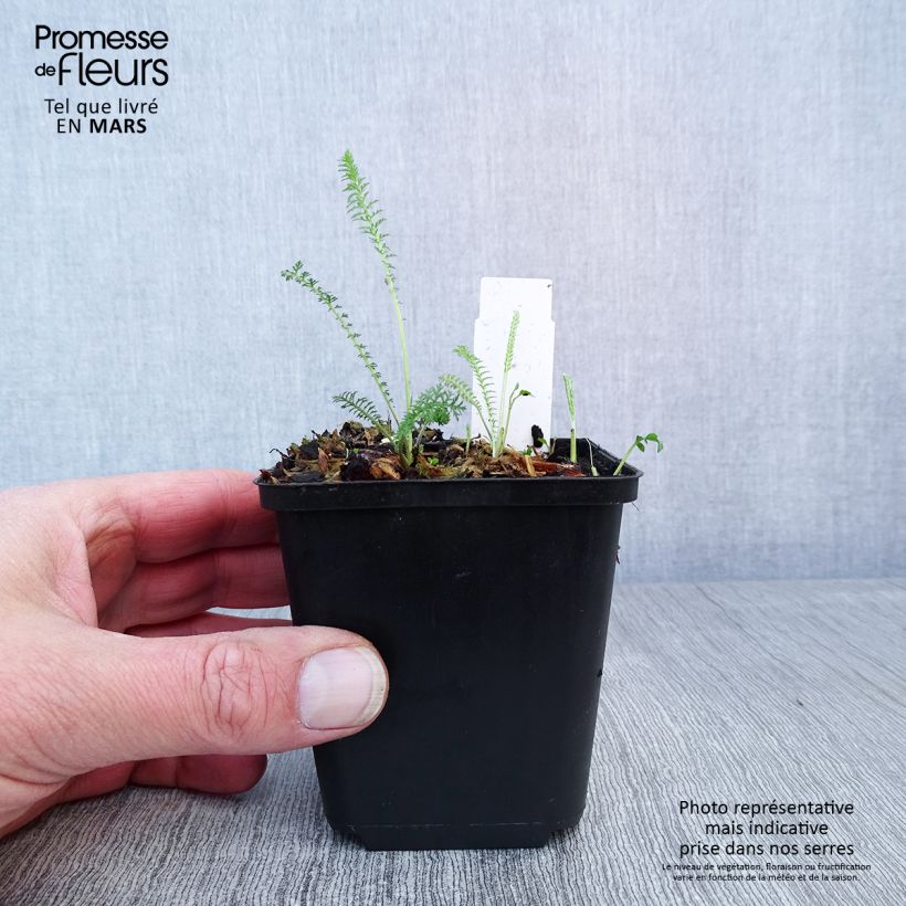 Exemplaar van Achillea millefolium Summerwine - Duizendblad Kweekpotje van 8/9 cm zoals geleverd in de lente