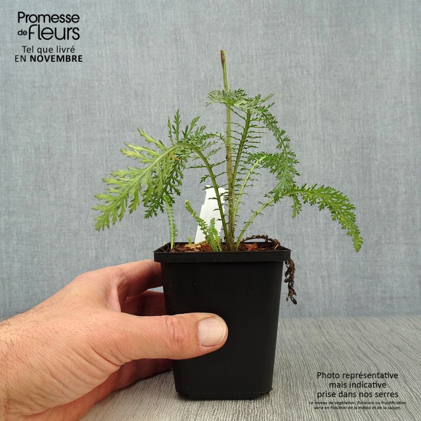 Exemplaar van Achillea millefolium Terracotta - Duizendblad Kweekpotje van 8/9 cm zoals geleverd in de herfst