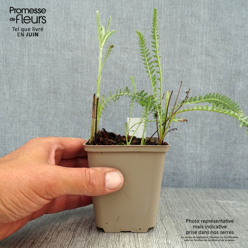 Exemplaar van Achillea millefolium Terracotta - Duizendblad Kweekpotje van 8/9 cm zoals geleverd in de zomer