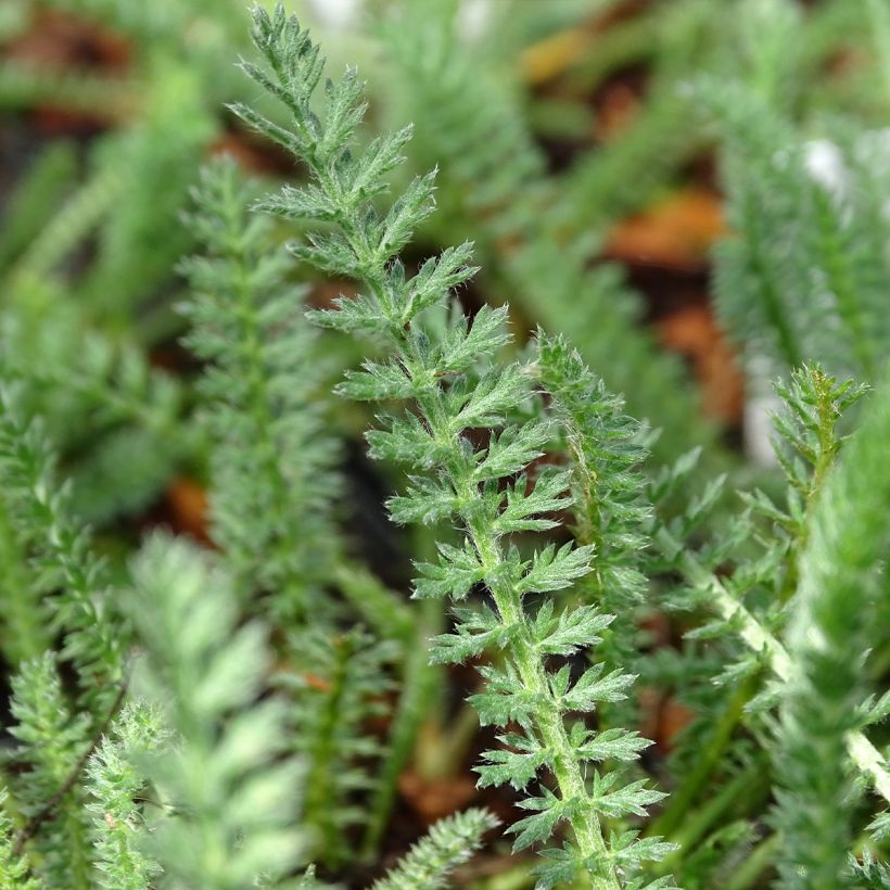 Achillea millefolium Terracotta - Duizendblad (Blad)