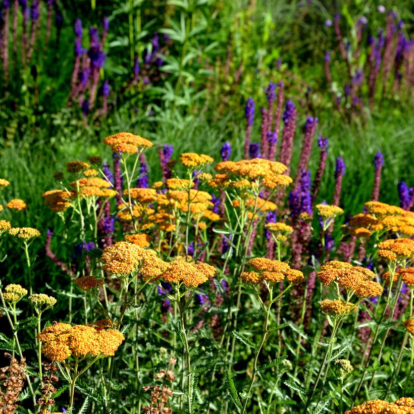 Achillea millefolium Terracotta - Duizendblad (Groeiplaats)