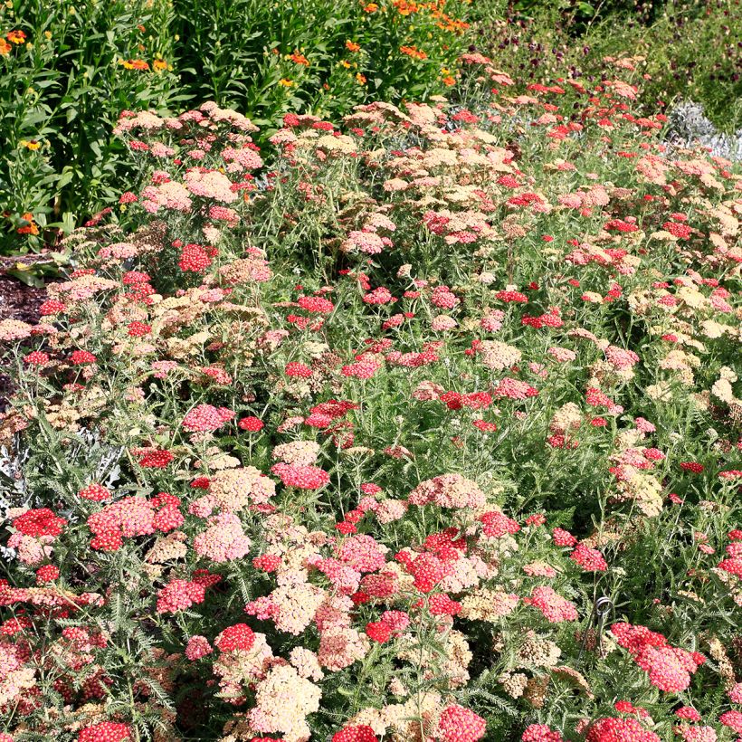 Achillea millefolium The Beacon - Duizendblad (Groeiplaats)