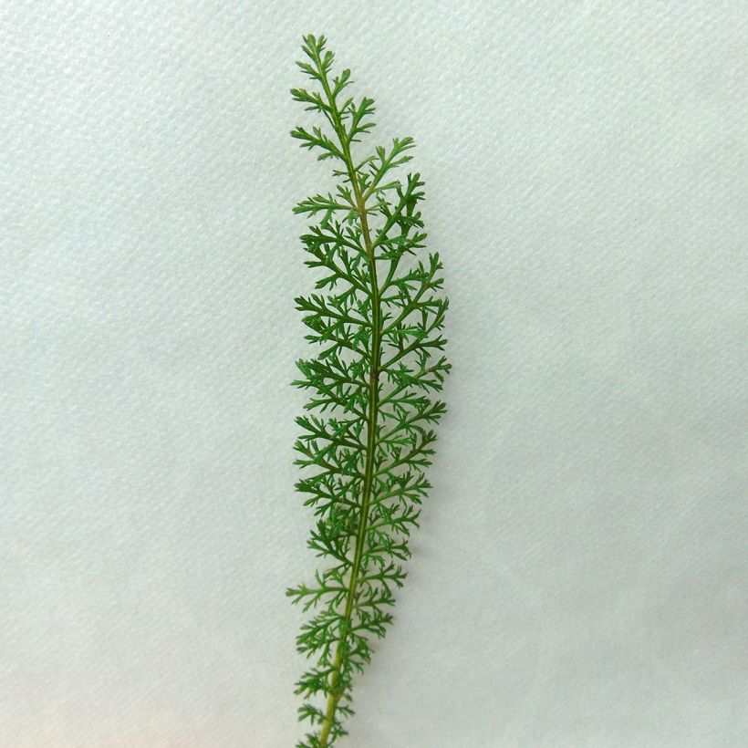 Achillea millefolium Velours - Duizendblad (Blad)