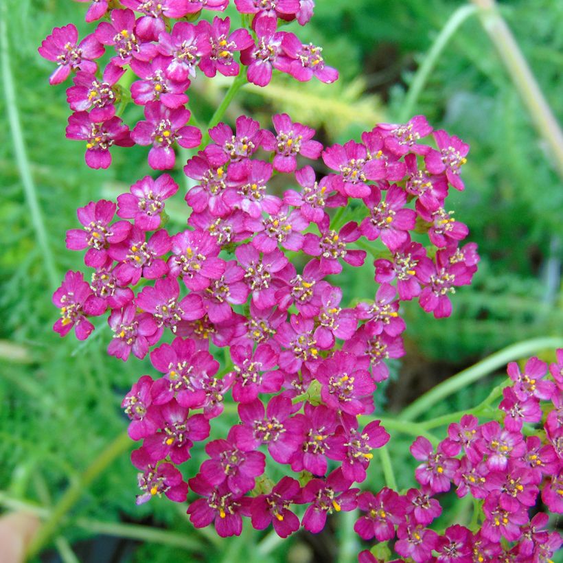 Achillea millefolium Velours - Duizendblad (Bloei)