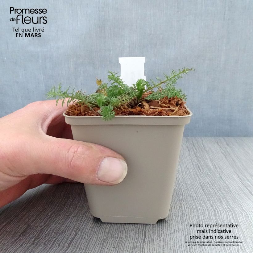 Exemplaar van Achillea millefolium Velours - Duizendblad Kweekpotje van 8/9 cm zoals geleverd in de lente