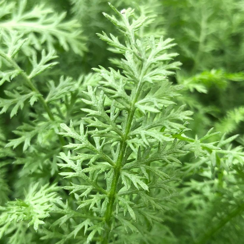 Achillea millefolium Paprika - Duizendblad (Blad)