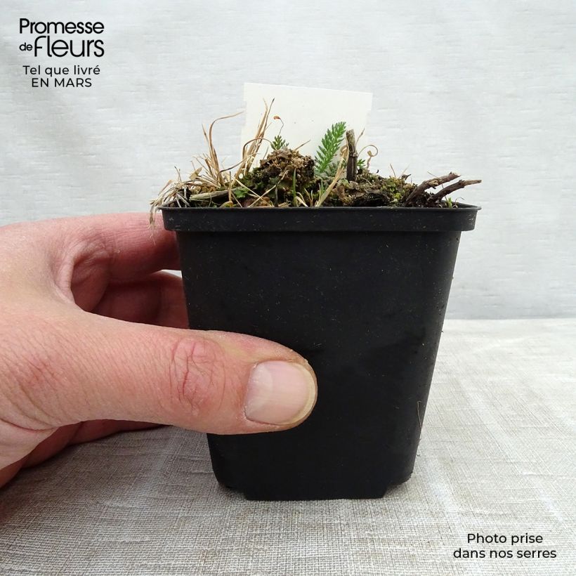 Exemplaar van Achillea filipendulina Mondpagode - Duizendblad Kweekpotje van 8/9 cm zoals geleverd in de winter
