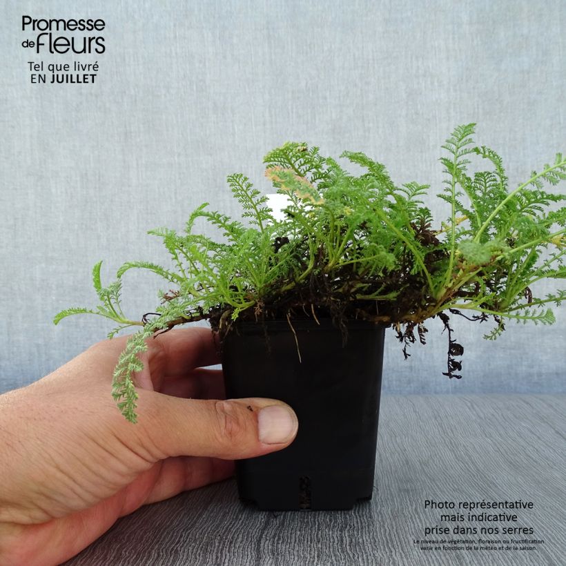 Exemplaar van Achillea odorata - Wilde bertram Kweekpotje van 8/9 cm zoals geleverd in de zomer
