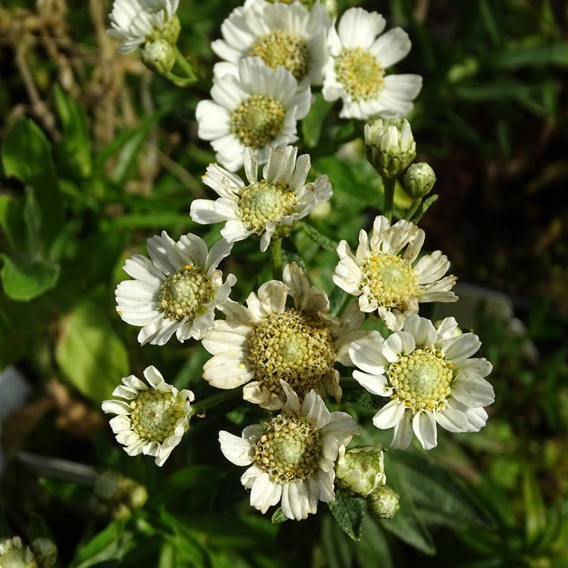 Achillea ptarmica Nana Compacta - Wilde bertram (Bloei)