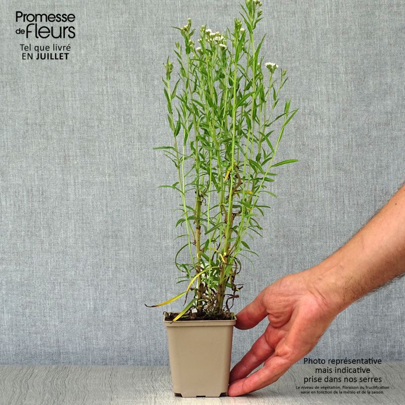 Exemplaar van Achillea ptarmica Perry's White - Wilde bertram Kweekpotje van 8/9 cm zoals geleverd in de zomer