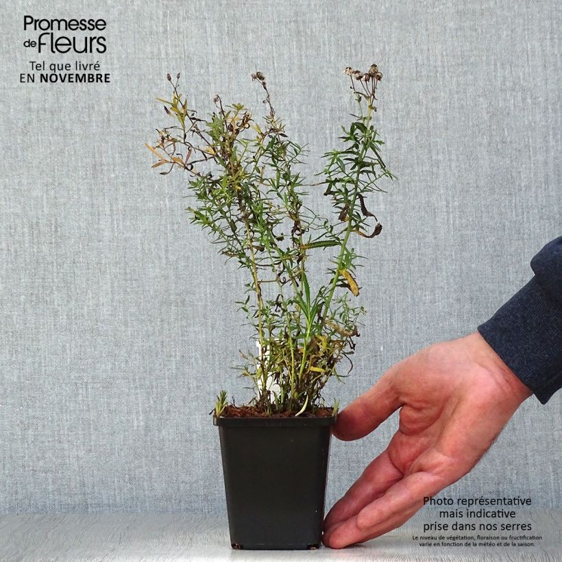 Exemplaar van Achillea ptarmica The Pearl - Wilde bertram Kweekpotje van 8/9 cm zoals geleverd in de herfst