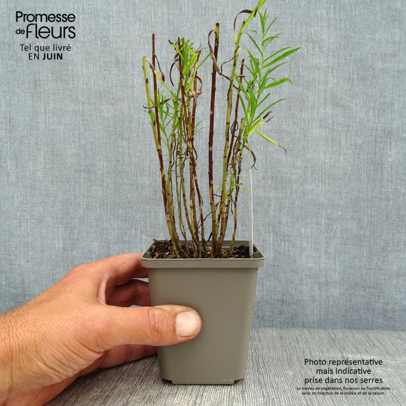 Exemplaar van Achillea ptarmica The Pearl - Wilde bertram Kweekpotje van 8/9 cm zoals geleverd in de zomer