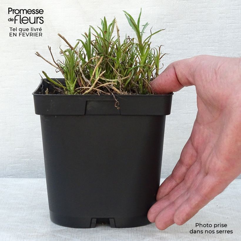 Exemplaar van Achillea ptarmica The Pearl - Wilde bertram Pot van 2 l/3 l zoals geleverd in de winter