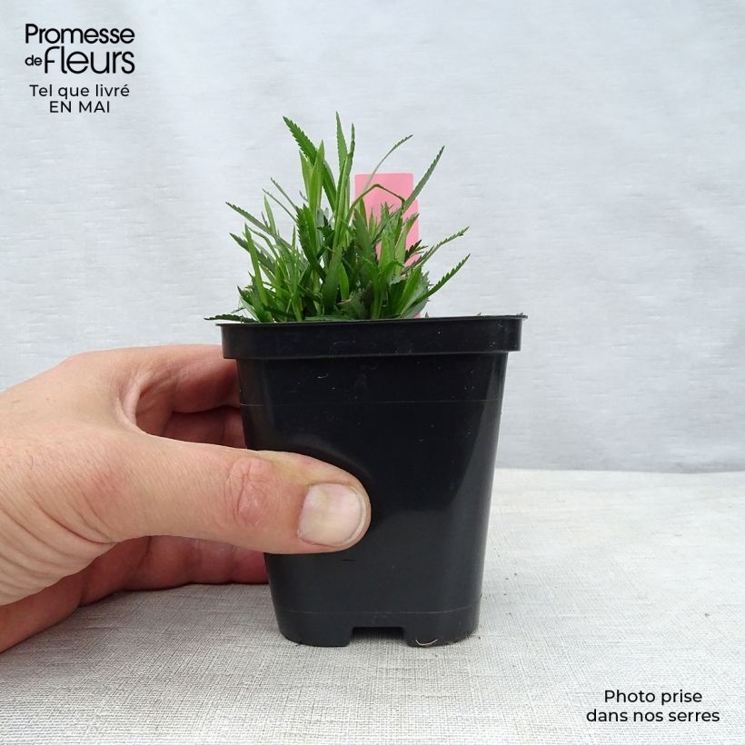 Exemplaar van Achillea ptarmica The Pearl - Wilde bertram Kweekpotje van 8/9 cm zoals geleverd in de lente