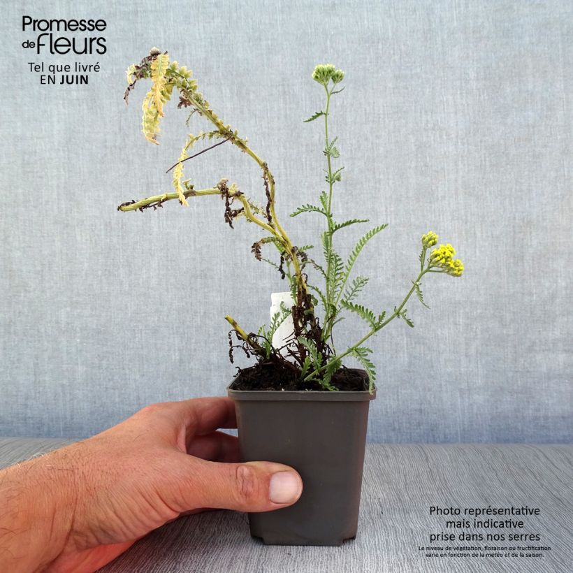 Exemplaar van Achillea taygetea - Duizendblad Kweekpotje van 8/9 cm zoals geleverd in de zomer