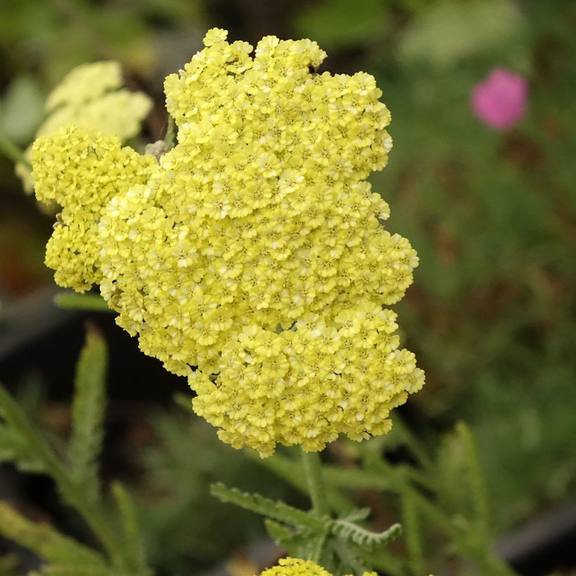 Achillea taygetea - Duizendblad (Bloei)