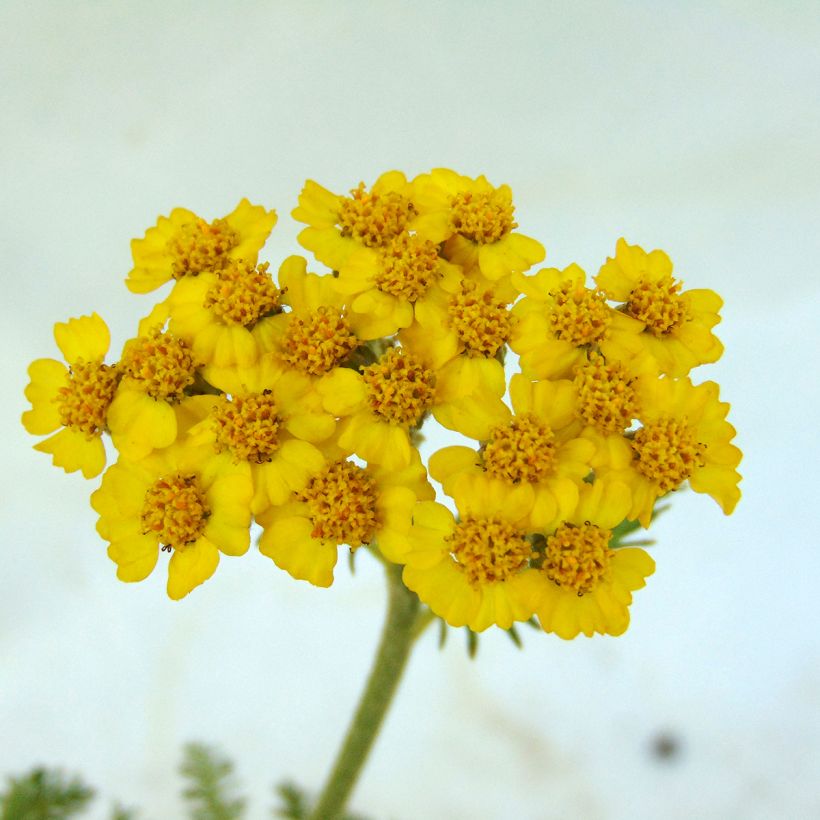 Achillea tomentosa - Duizendblad (Flowering)