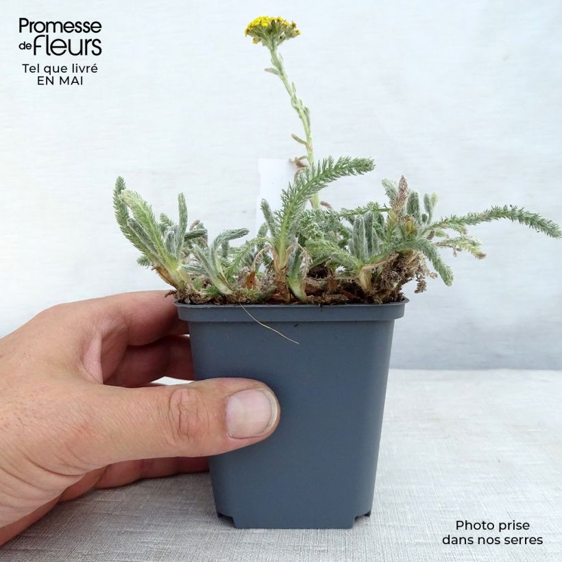 Example of Achillea tomentosa - Duizendblad Kweekpotje van 8/9 cm as you get in printemps