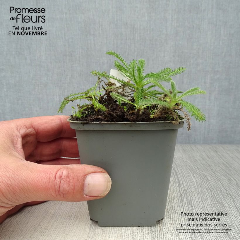 Exemplaar van Achillea tomentosa - Duizendblad Kweekpotje van 8/9 cm zoals geleverd in de herfst