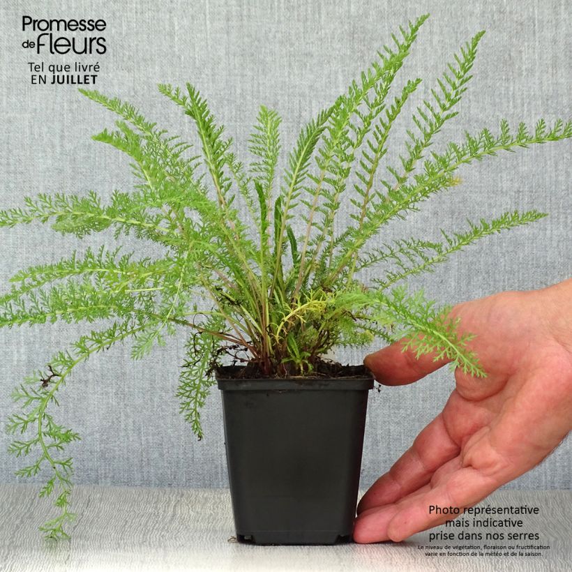 Exemplaar van Achillea tomentosa - Duizendblad Kweekpotje van 8/9 cm zoals geleverd in de zomer