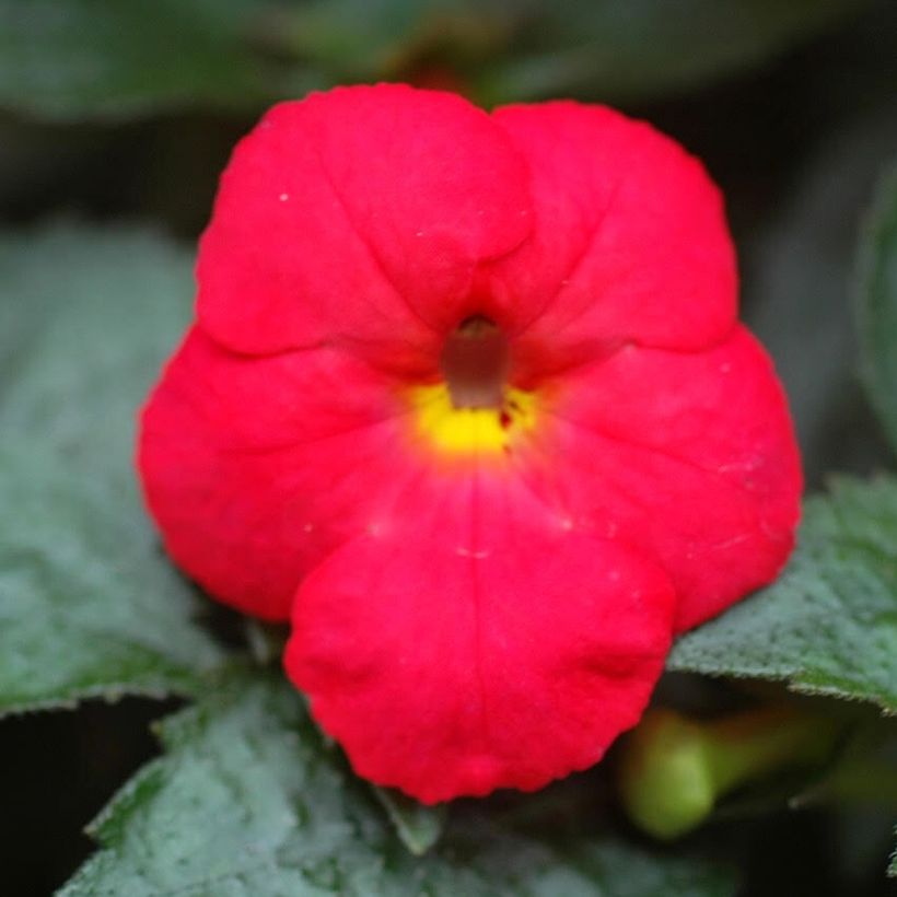 Achimenes x hybridum Rood - Weduwetranen (Bloei)