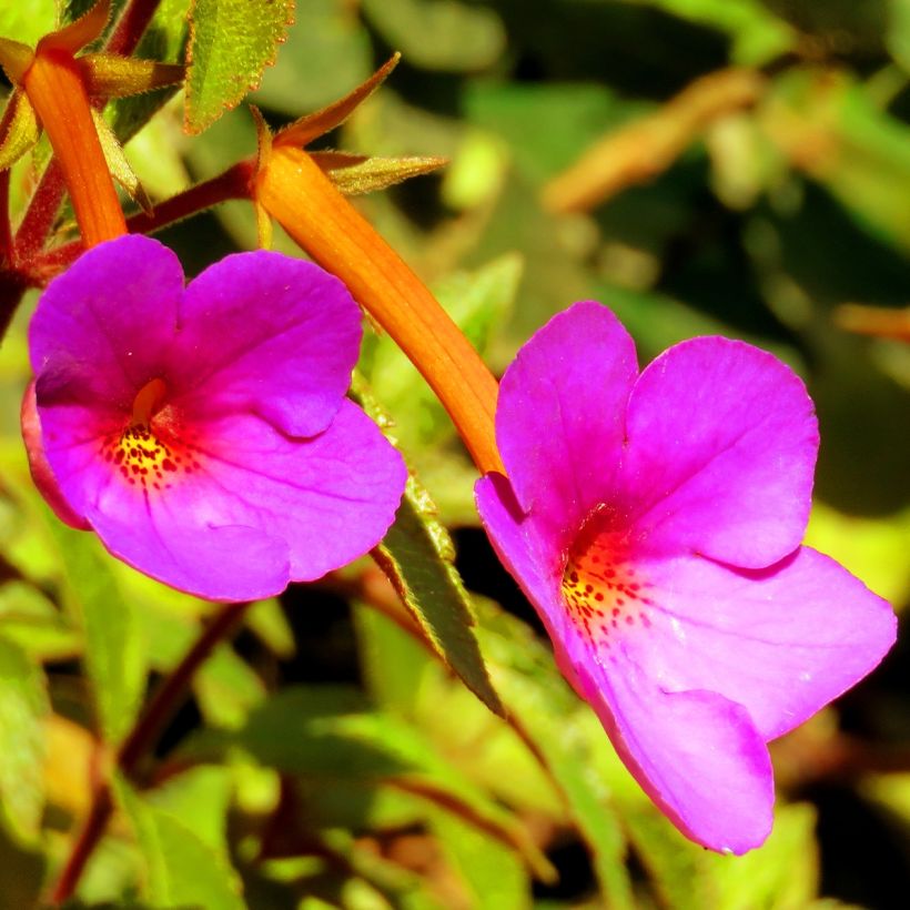 Achimenes Rose - Weduwetranen (Bloei)