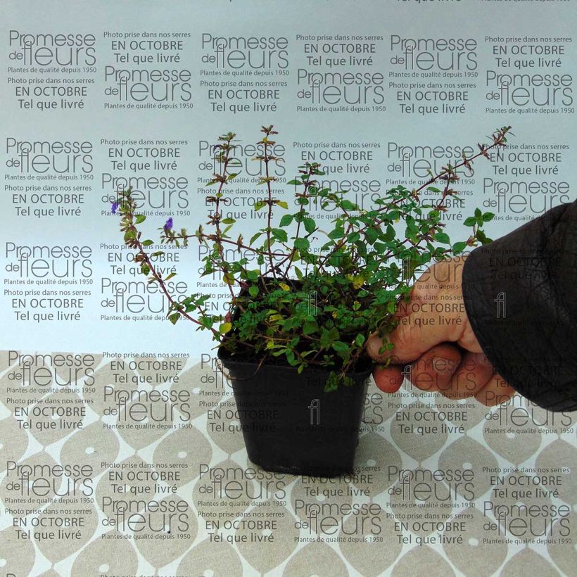 Voorbeeld van een exemplaar van Acinos alpinus - Steentijm Kweekpotje van 8/9 cm zoals geleverd