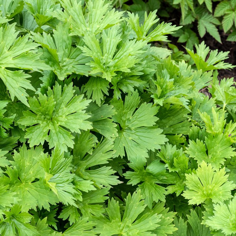 Aconitum lycoctonum subsp. neapolitanum - Monnikskap (Blad)