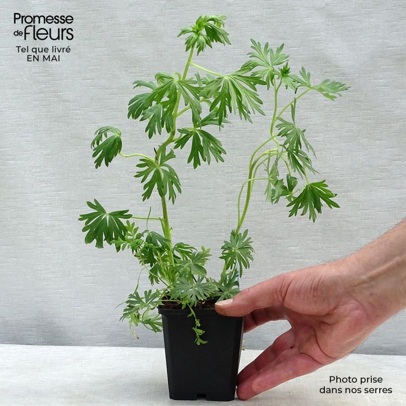 Exemplaar van Aconitum napellus Schneewittchen - Blauwe monnikskap Kweekpotje van 8/9 cm zoals geleverd in de lente