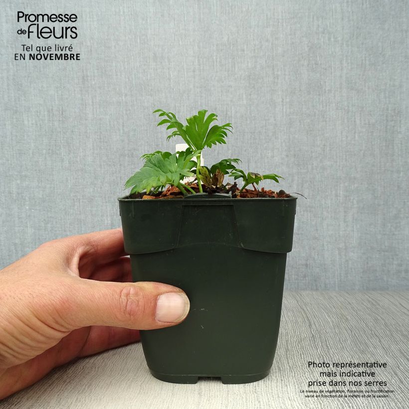 Exemplaar van Aconitum napellus Schneewittchen - Blauwe monnikskap Kweekpotje van 8/9 cm zoals geleverd in de herfst