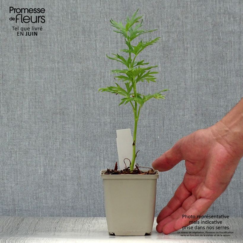 Exemplaar van Aconitum napellus Schneewittchen - Blauwe monnikskap Kweekpotje van 8/9 cm zoals geleverd in de zomer