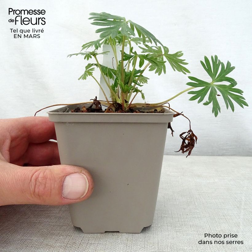 Exemplaar van Aconitum Stainless Steel - Monnikskap Kweekpotje van 8/9 cm zoals geleverd in de lente