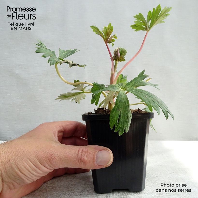 Exemplaar van Aconitum carmichaelii (zaad) - Monnikskap Kweekpotje van 8/9 cm zoals geleverd in de lente